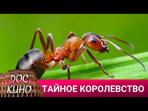 🎭 ТАЙНОЕ КОРОЛЕВСТВО🌎 ДОКУМЕНТАЛЬНОЕ КИНО 🎆 2023