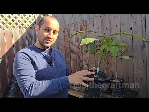 How to Veneer Graft Avocado Trees!
