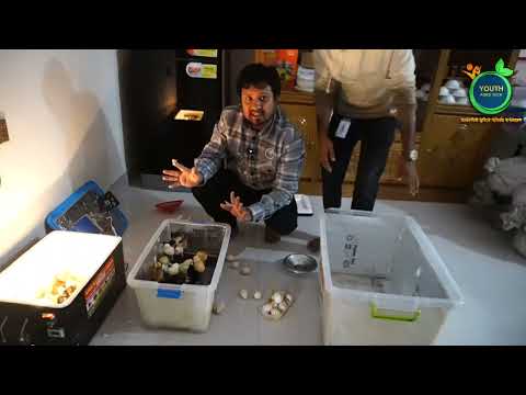 I tested it with my hands || Which incubator is better for hatching || Which one should I buy?