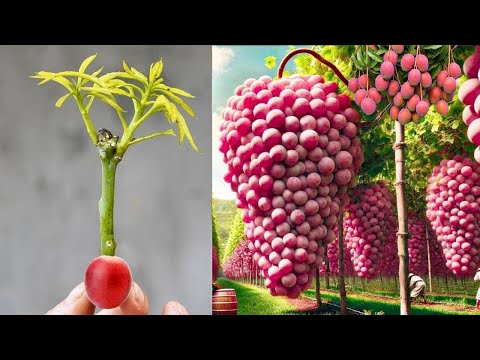 A great technique for propagating mango trees in grapes, getting lots of fruit in a short time