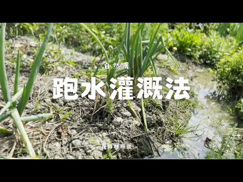 跑水灌溉法,再也不用提水澆灌,高效率分區給水模式,種什麼都難不倒它!