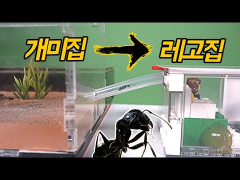 '개미'들은 레고집으로 이사할까?