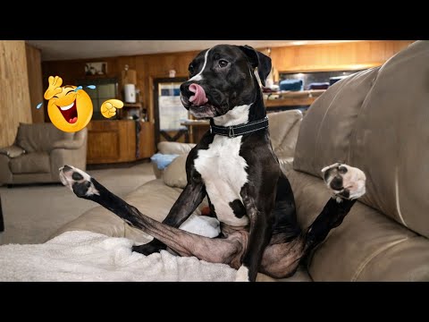 I Canโt Believe These Dogs Are Still This Funny ๐ Best Funny Dog Videos of 2026 ๐ถ