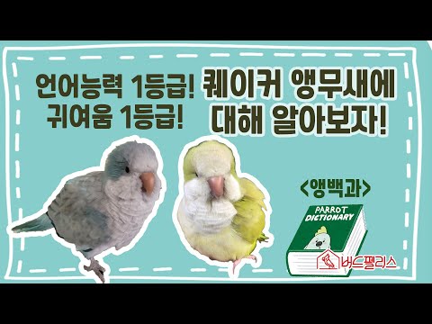 The parrot that took over Instagram's algorithm! Let's learn about Quaker.