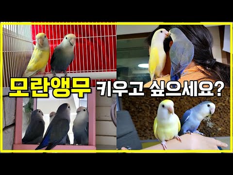 모란앵무 분양받아 집에 온 첫 날부터 1년 7개월 키워 보니,,, l 앵무새 장단점 l 귀여운 모란앵무새 힐링 영상