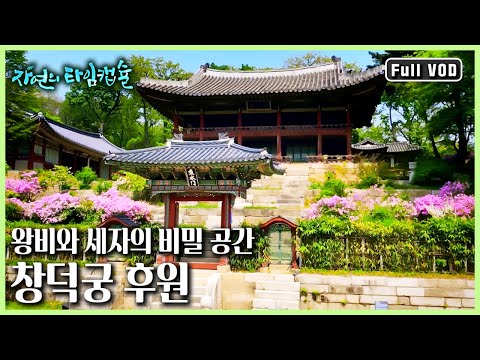 유네스코 세계유산 창덕궁 후원. 이곳의 동식물들이 벌이는 '생존경쟁'과 '권력쟁투'ㅣ자연의 타임캡슐 '창덕궁 후원' (KBS 20170223 방송)