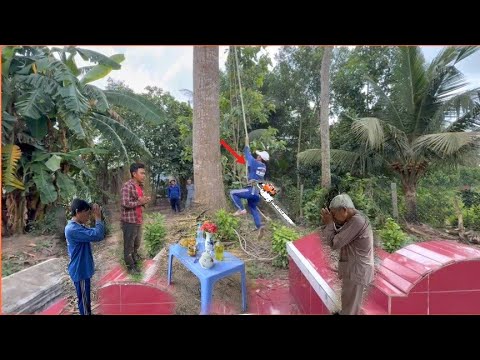 Our volunteer group is cutting down a starfruit branch for the temple, fearing it might fall due ...