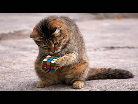 When Your IQ 200 Cat Outsmarts You in 3 Seconds 😂 Funny Cat Videos 2026