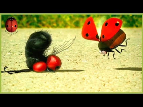 The Ladybug 🐞 Minuscule 🍃 60' Compilation