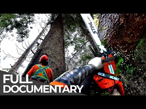 World's Most Dangerous Jobs: Lumberjacks | Free Documentary