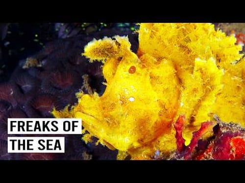 Discovering The World's Strangest Sea Creatures