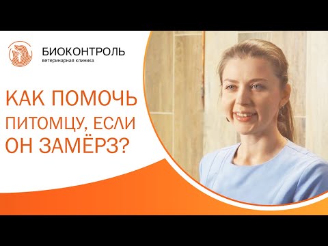 ❄️ Как понять, что собака или кошка замерзла, как им помочь? Собака замерзла. Биоконтроль. 12+