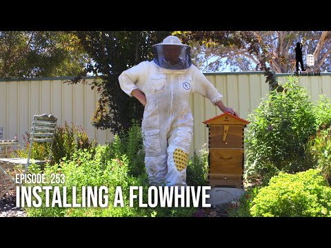 Urban Beekeeping for Beginners: Backyard Beekeeping using a Flow Hive Set Up | The Bush Bee Man