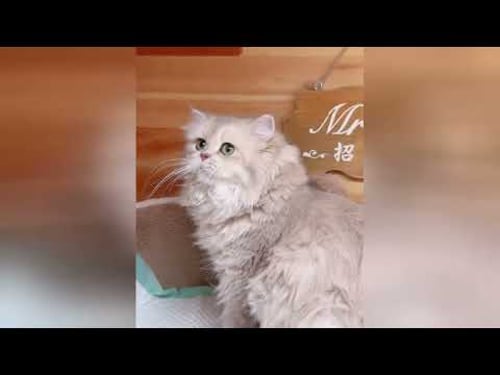 Gatitos amorosos que convierten la tristeza en pura felicidad