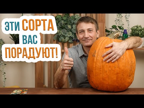 Какой сорт тыквы выбрать? Самые вкусные и сладкие сорта тыквы. Крупные, порционные и необычные сорта