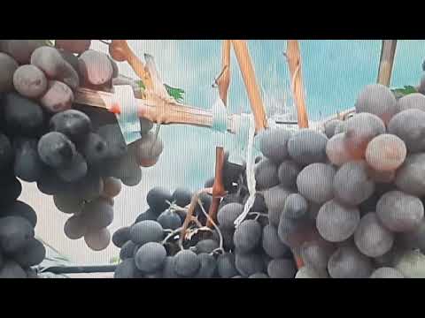 The most stable grape varieties. The beginning.