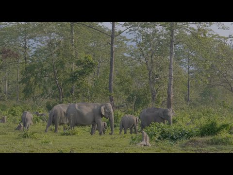Majestic Asiatic elephant herds roaming freely through Manas National Park