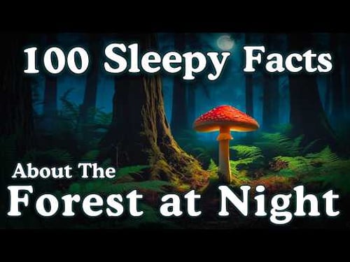 The Most Relaxing Facts About The Forest At Night to Fall Asleep To
