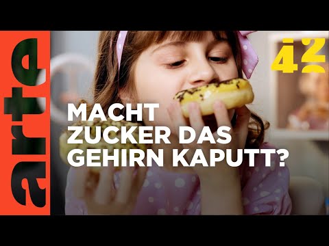 Macht Zucker dumm? | 42 - Die Antwort auf fast alles | ARTE