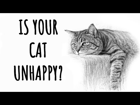 5 Signs Your Cat Is Secretly Unhappy (Most Owners Miss #3!)