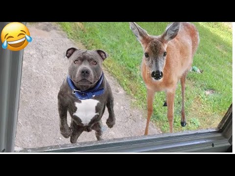 π» New Funny Cats And Dogs Videos 2024 π Best Funniest Animal Videos π€£ PART 27
