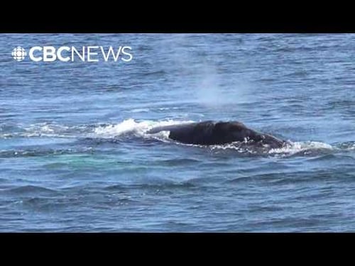 The goal is fewer dead whales. DFO plans to use new gear to reduce entanglements