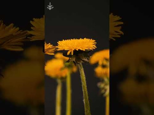 Food is more than a plate. Choose kind. 🌱