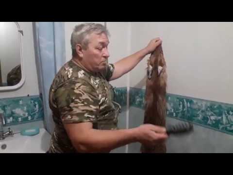 Молодому охотнику. Выделка шкурки лисы