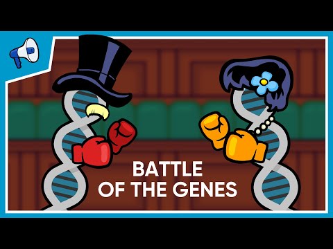 Evolution, Genetic Conflict, and the Parliament of Genes