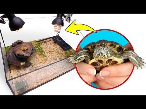 Cómo construir una casa perfecta para su mascota 🐢🌸