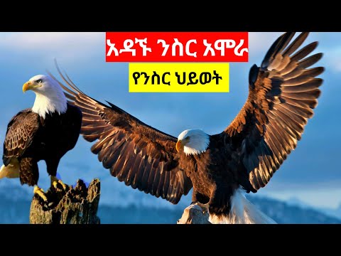 የንስር አሞራ አስገራሚ ታሪክ"the story of 🦅Eagle Documentary@TheCEOChronicles-ei9ty