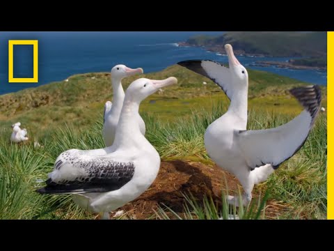 Albatrosses' Life-Long Bond Begins With Elaborate Courtship – Ep. 3 | Wildlife: Resurrection Island