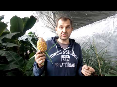 Как вырастить ананас дома.
