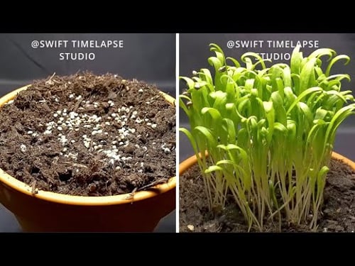 I Grew SPINACH From Seed To Plant | TIME LAPSE