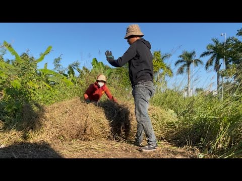 Giant Grass Rolls Covered the Whole Sidewalk—Watch What We Found Beneath! #cleaning #cleanup