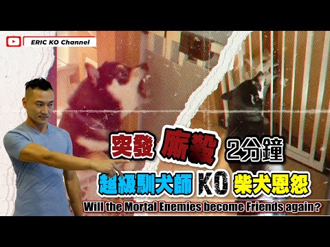 突發廝殺2分鐘😡⚔️超級馴犬師KO柴犬🐶恩怨 Will the Mortal Enemies Become Friends Again ?