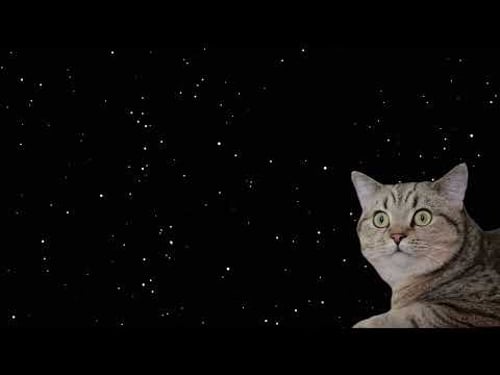 Ultimate Cat-Screensaver! Perfect cat πΈβ€πΊ