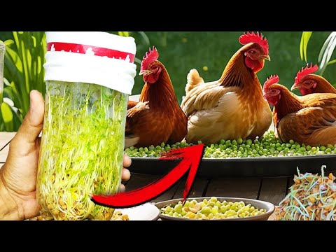 Grow Sprouts from Seeds in 3 Days for Chickens - They'll Go Crazy! Delicious, Easy, and Economica...