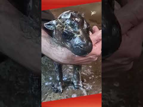 Baby-Flusspferd im Berliner Zoo geboren | stern TV