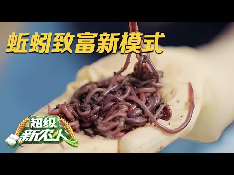 他用牛粪作饲料,养出来的蚯蚓特别好!揭秘蚯蚓致富新模式:既可以成为高质量有机肥,又可以变成高品质鱼饵料!|「超级农人秀」20231120