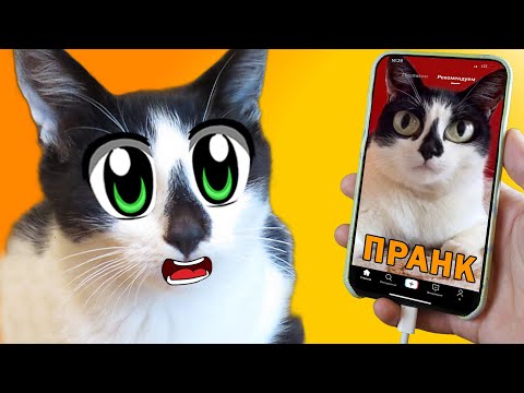 СМЕШНЫЕ РОЗЫГРЫШИ над КОТАМИ! ПРАНКИ из ТИК ТОКА ! Новые ПРИКОЛЫ с КОТАМИ от А ну-ка Давай-ка