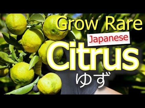 Yuzu | Japan's Prized Citrus | How To Grow Citrus | Grafting | Germination | Pruning | Propagation