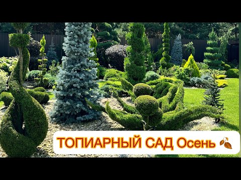 ✅ТОПИАРНЫЙ САД Осень 🍂ОБЗОР РАСТЕНИЯМ ДЛЯ ТОПИАР