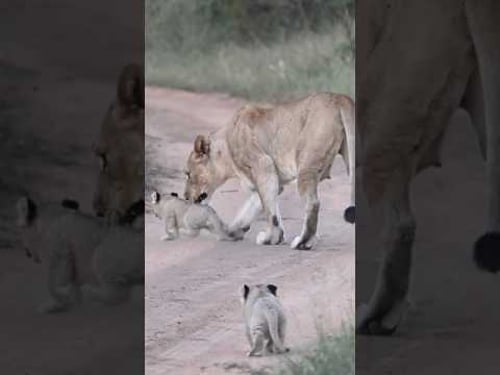 Lioness Needs to Discipline Naughty Cub