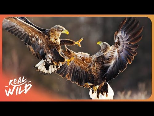 WILD HUNTERS | Scotland's Top Predators | 4K