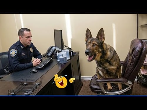 Best Of The Funny Animal Videos ๐น๐ถ Funniest Dog Moments Ever Recorded ๐คฃ