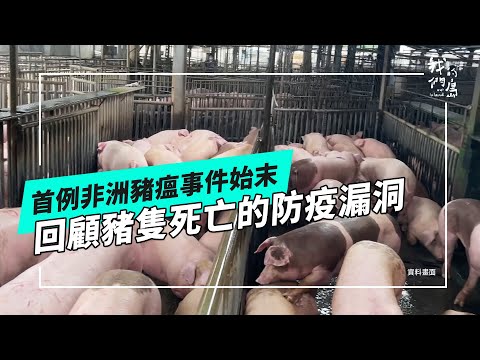 首例非洲豬瘟事件始末|養豬場豬隻死亡,發生什麼事?(公視我們的島 第1331集 2025-11-10)