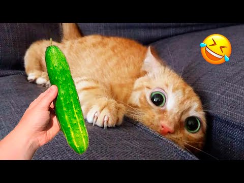 You Laugh You Lose 😹 Funniest Cats and Dogs 2026🤣 Part 9