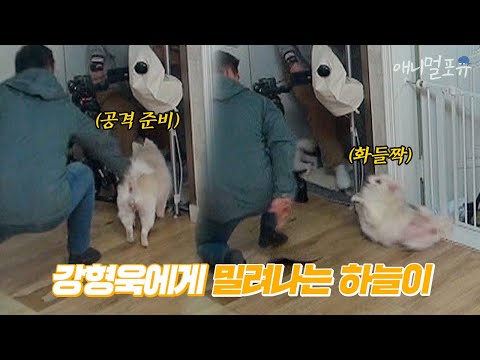 조용히 망고를 공격하러 가는 하늘이! 그리고 바로 제재하는 강형욱 훈련사 ㄷㄷ | 개는 훌륭하다 EP14 | KBS 200210 방송