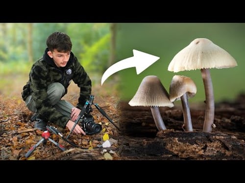 Peak Mushroom Season Macro Photography